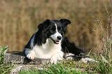 BORDER COLLIE 1348